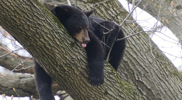 Black bear